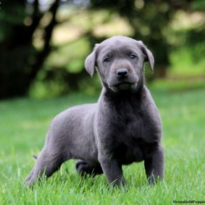 Labrador Retriever – Charcoal