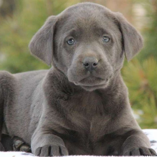 Labrador Retriever – Charcoal Puppy