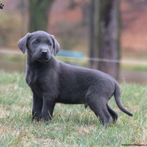 Labrador Retriever – Charcoal