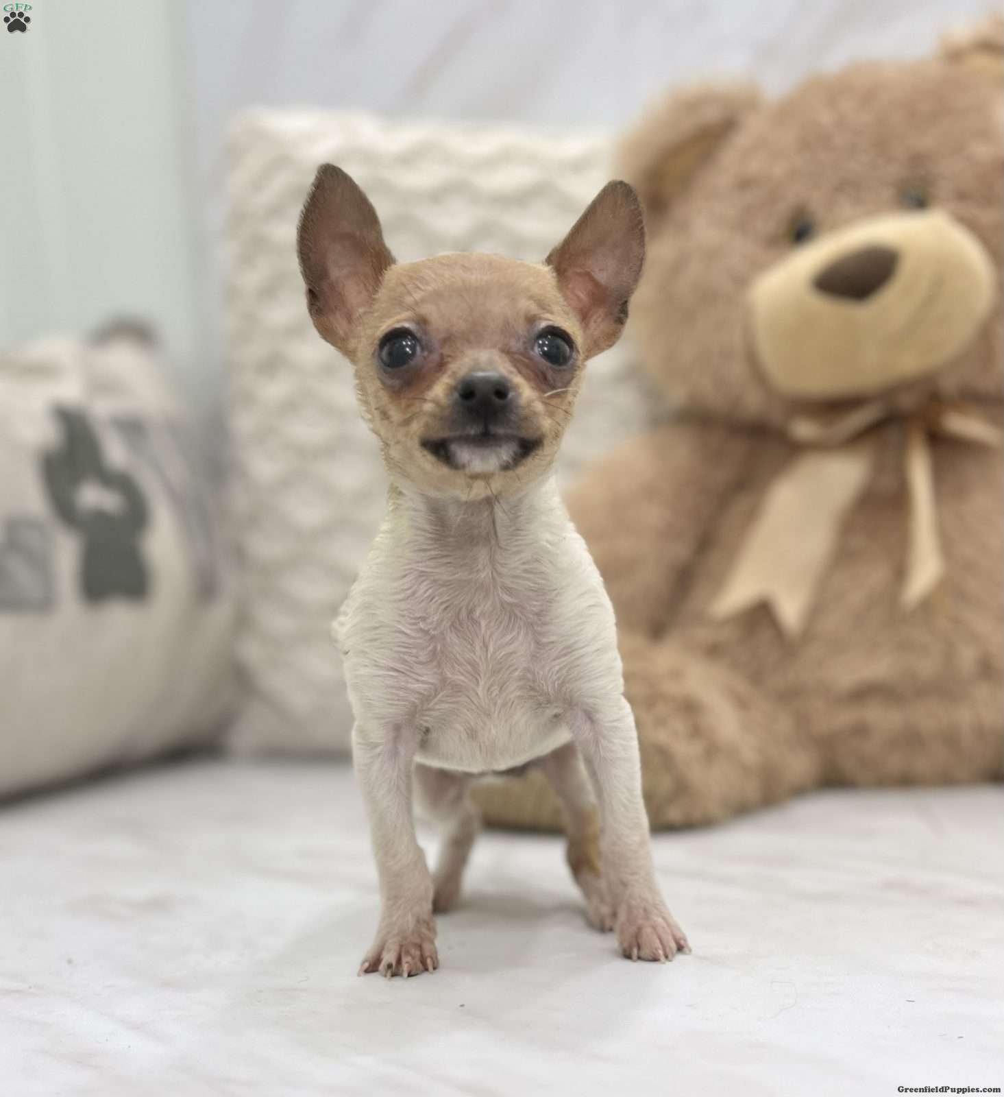 Chihuahua Puppies For Sale | Greenfield