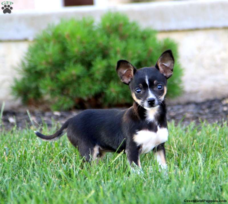 Boston terrier chihuahua dachshund mix best sale