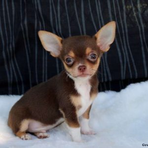 Chihuahua