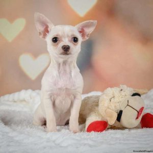 Chihuahua