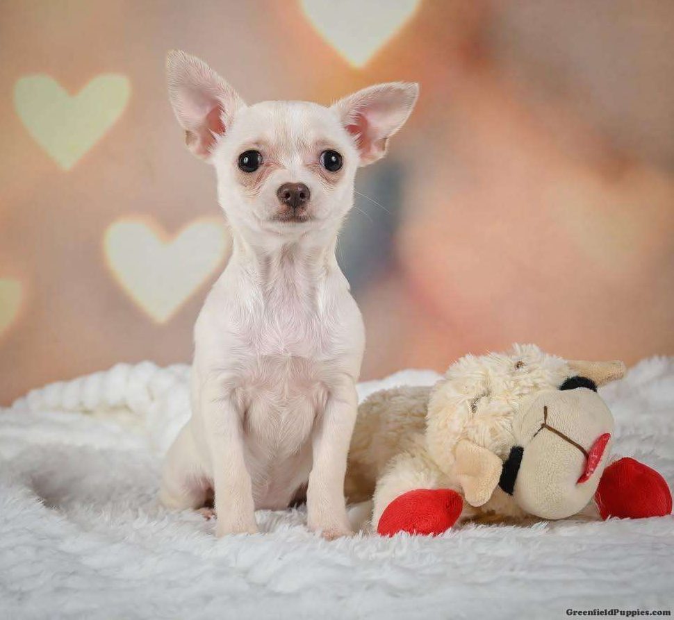 Chihuahua Puppies For Sale - Greenfield Puppies, image size:970x893