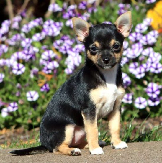 Chihuahua Puppies For Sale - Greenfield Puppies