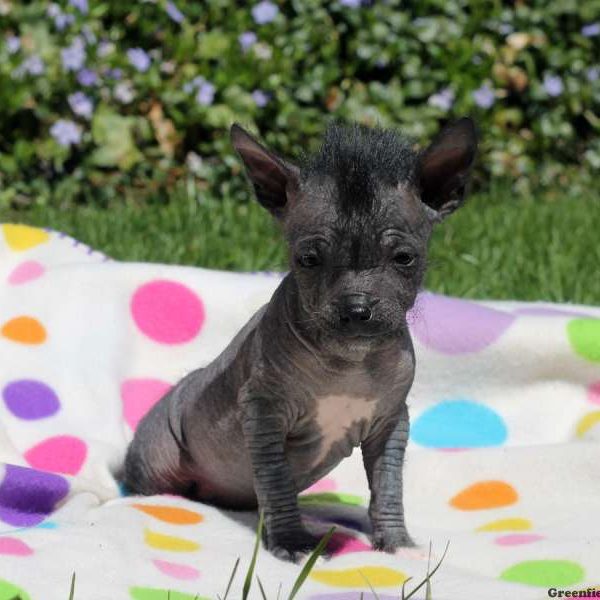 Chinese Crested Hairless Mix