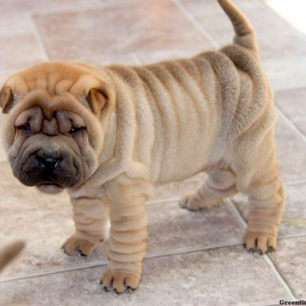 Shar Pei Puppy