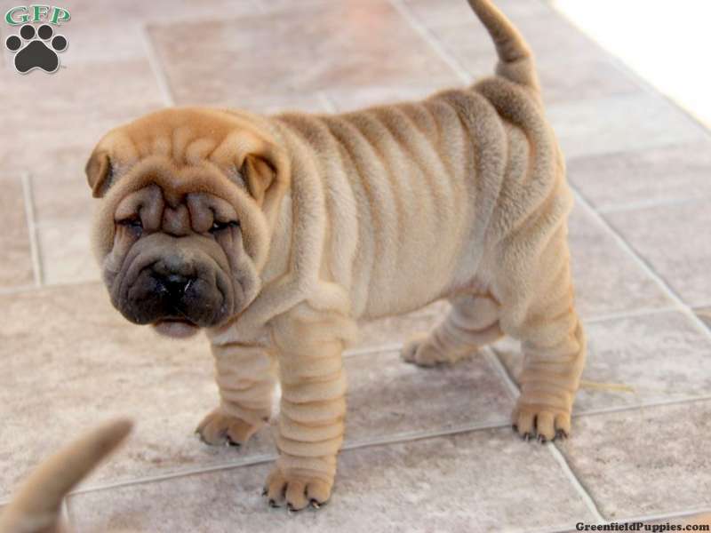 Shar-Pei Puppies For Sale | Greenfield Puppies