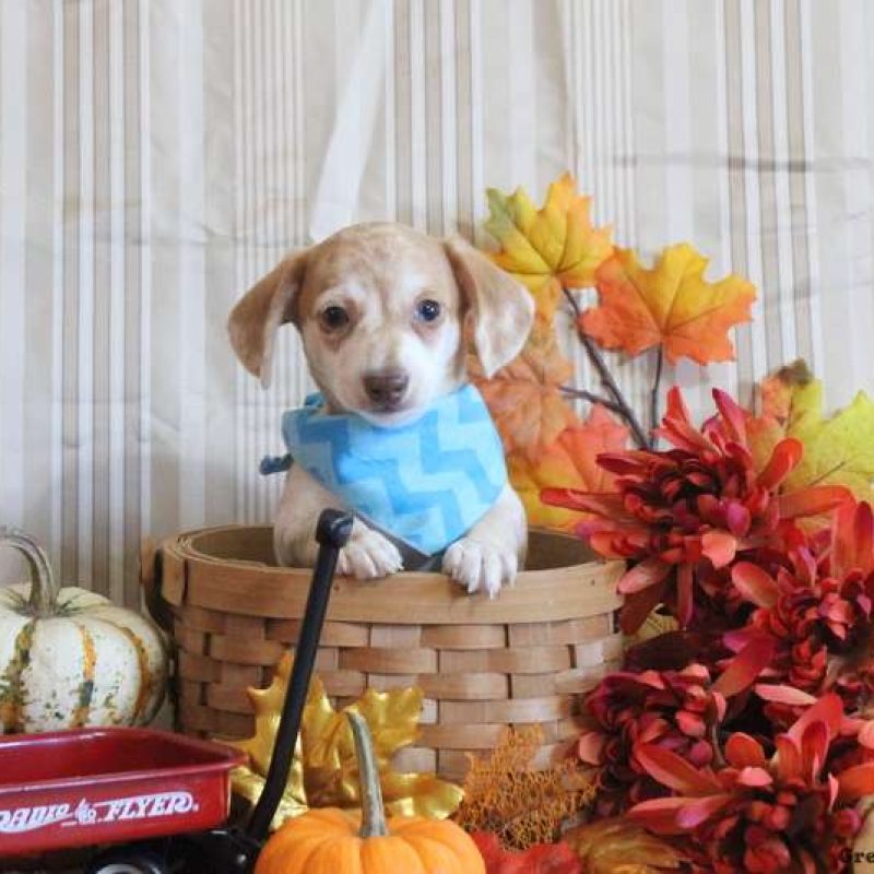 Chiweenie Puppies For Sale Greenfield Puppies
