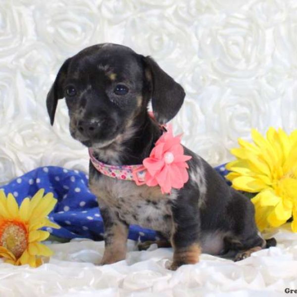 Chihuahua dachshund mix puppies for sale hotsell