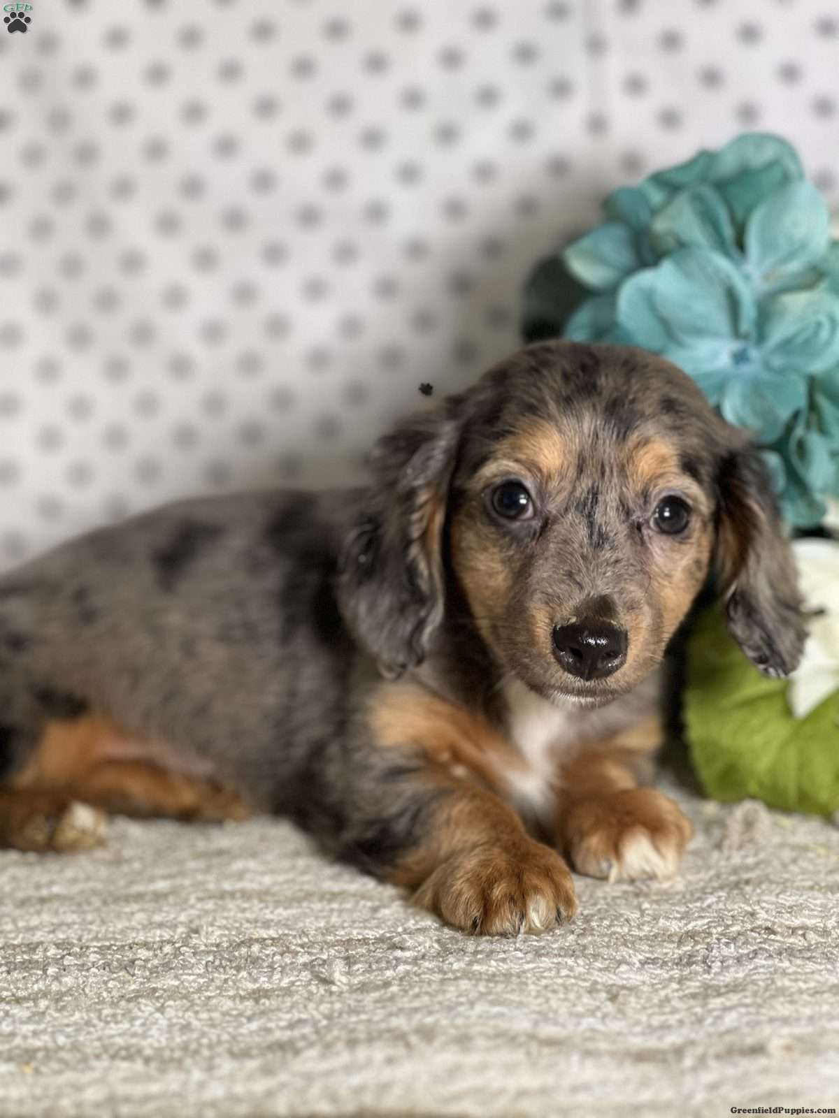 Adorable Chiweenie puppy - Dachshund Chihuahua mix
