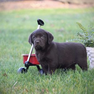 Labrador Retriever – Chocolate