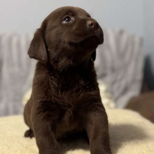 Labrador Retriever – Chocolate