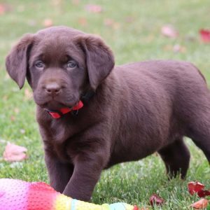 Labrador Retriever – Chocolate