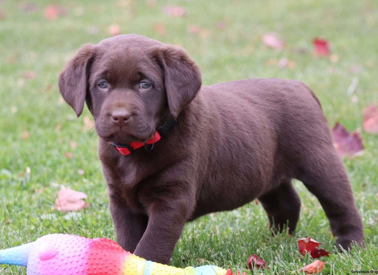 Labrador Retriever Chocolate Mix Labrador Retriever Chocolate Mix