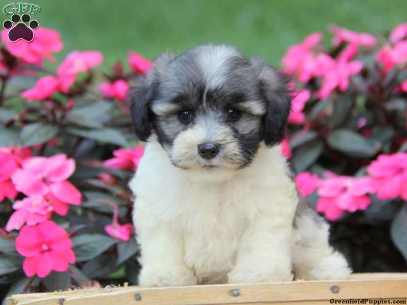 chonzer puppies for sale