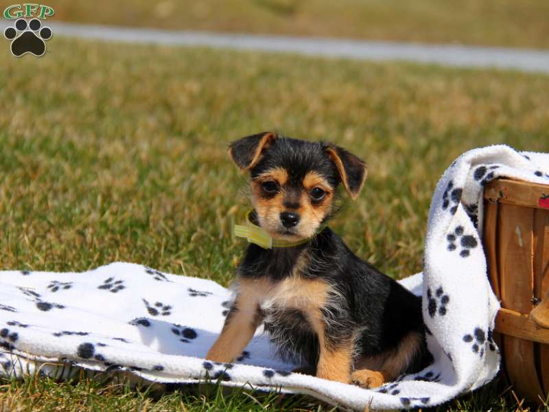 White Chorkie Puppies