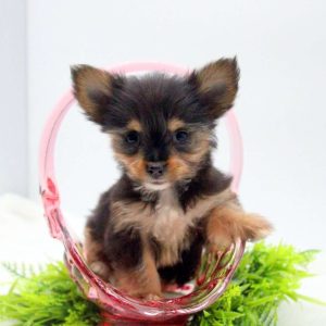 Chorkie