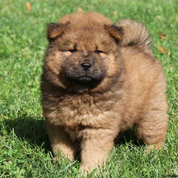 Chow Chow Puppy