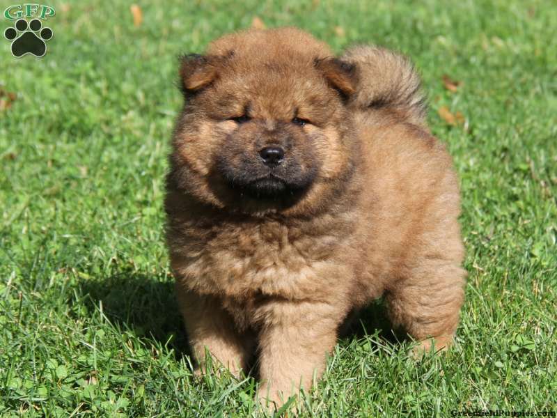 Chow Chow Puppies for Sale | Greenfield Puppies