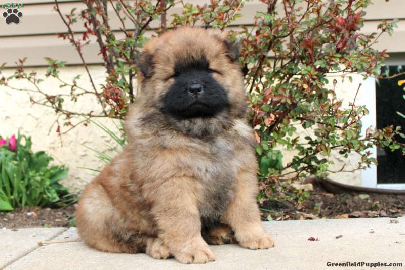 Panda chow chow puppies for sale near me best sale