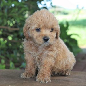 what is a cocker spaniel cross poodle