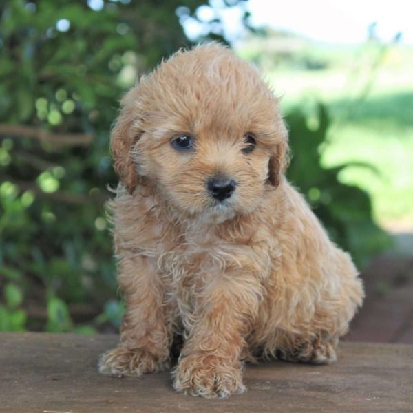 Cocker Spaniel Mix For Sale | Greenfield Puppies