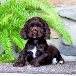 Cocker Spaniel