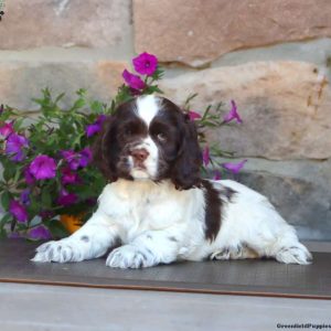 Cocker Spaniel