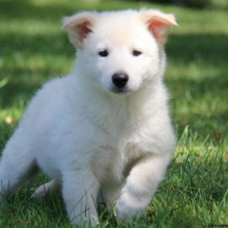 Collie Mix Puppies For Sale | Greenfield Puppies