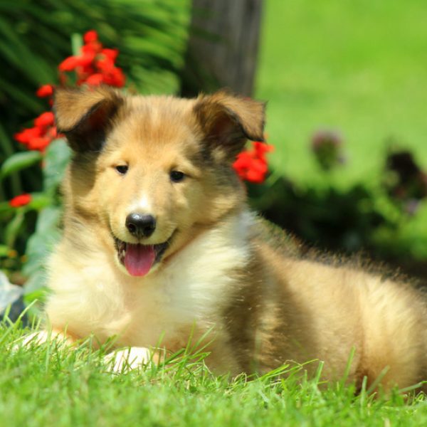 Collie Puppy