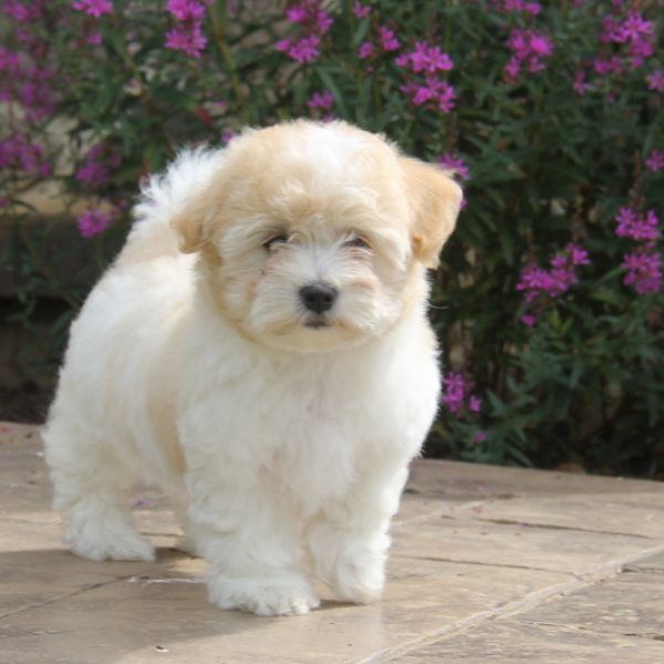 Coton de Tulear Puppy