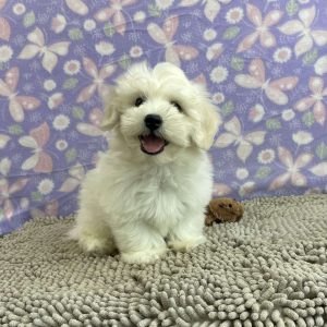 Coton de Tulear