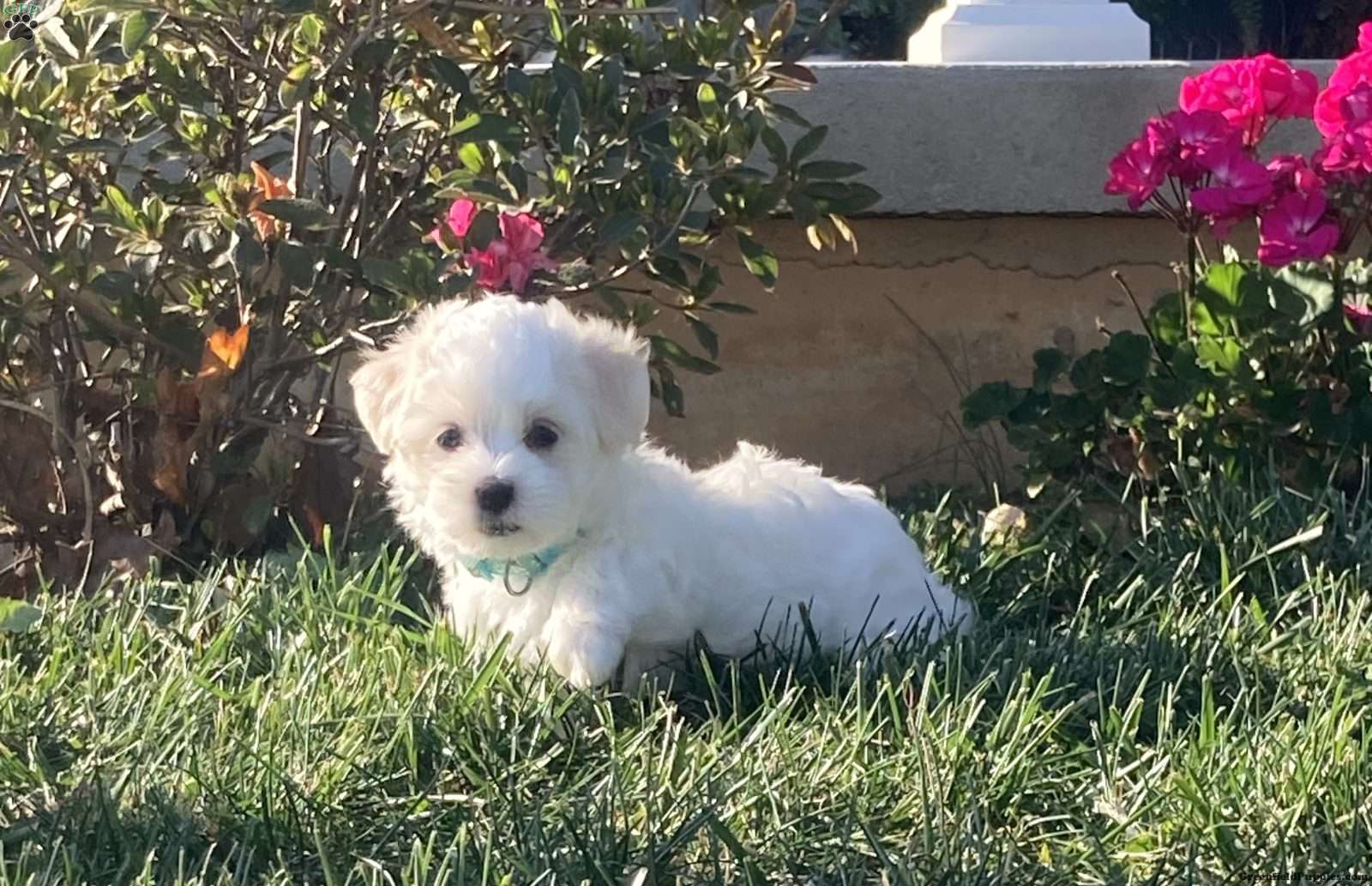 Coton de Tulear Puppies for Sale Greenfield Puppies