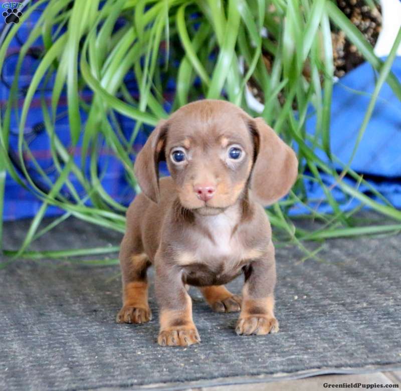 How Do I Choose A Dachshund Puppy How Do I Choose A Dachshund Puppy