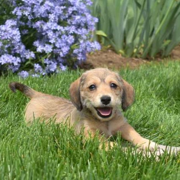 Dachshund Mix