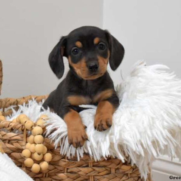 Dachshund Mix