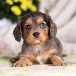 Dachshund Mix