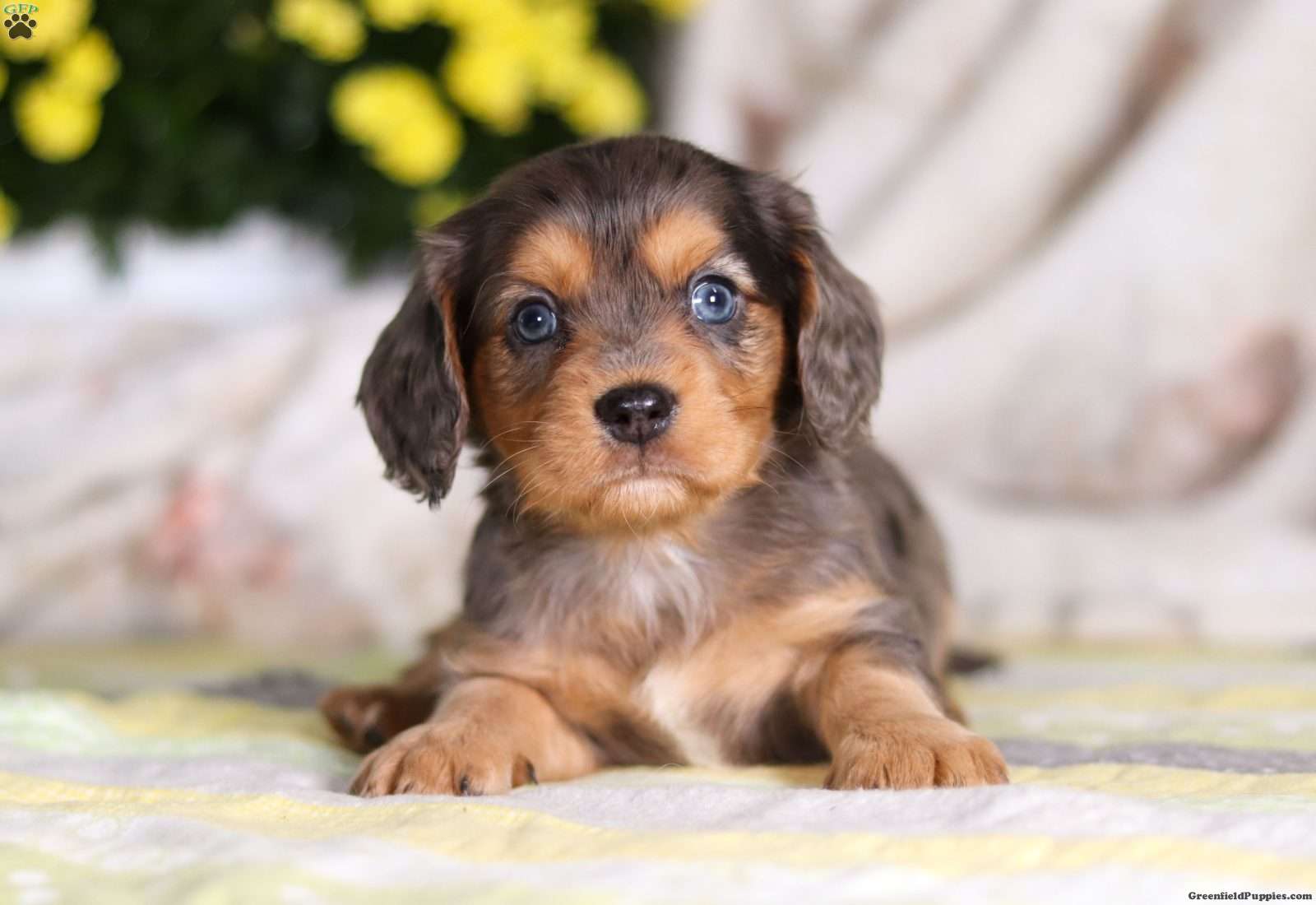 Dachshund Shepherd Mix