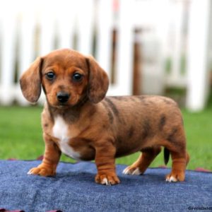 Dachshund