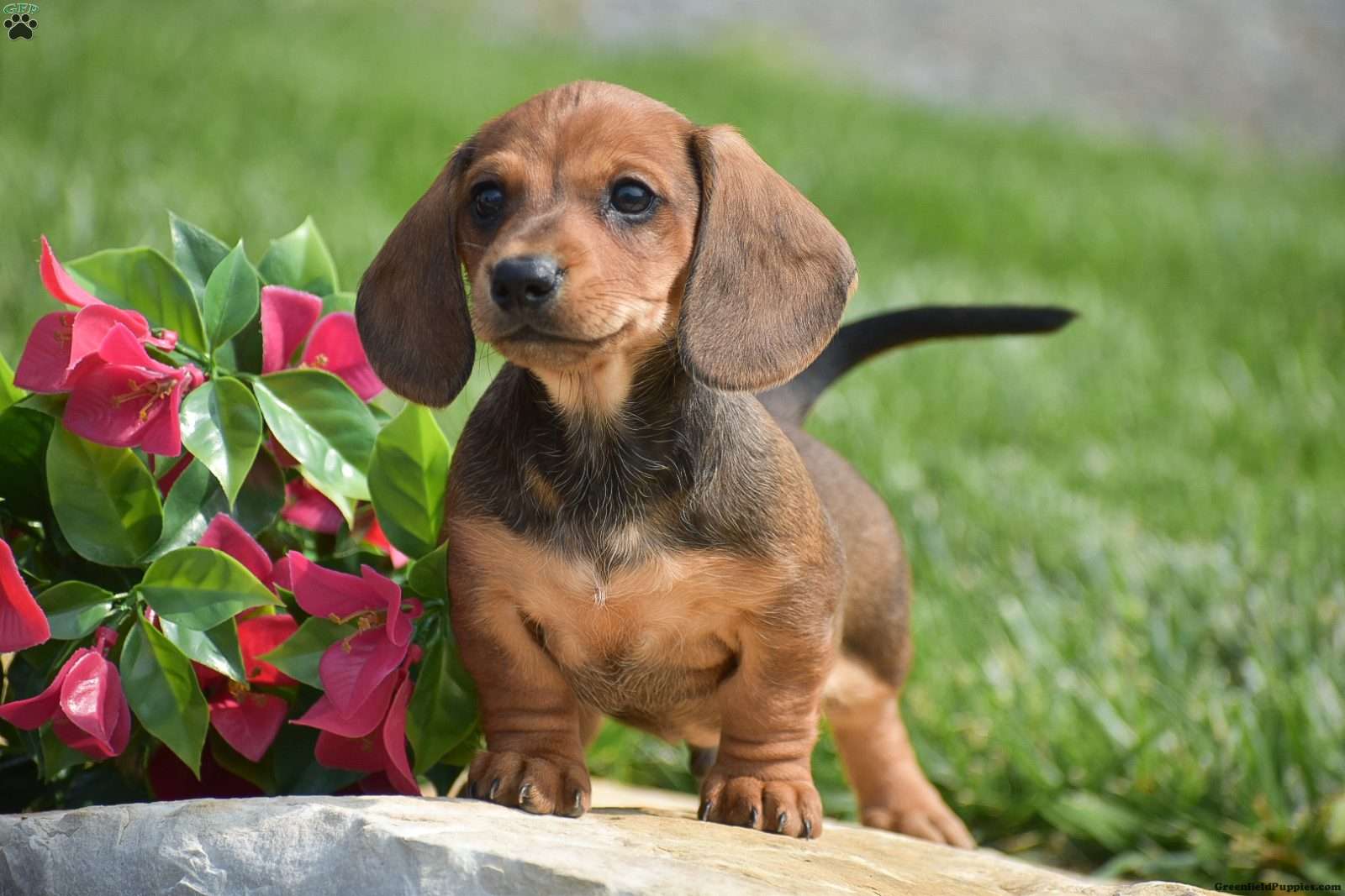 Mini Dachshund Mix Doxie Pin Puppies For Sale Mini Dachshunds Dachshund  Puppies For Sale Near Me, image size:1600x1067