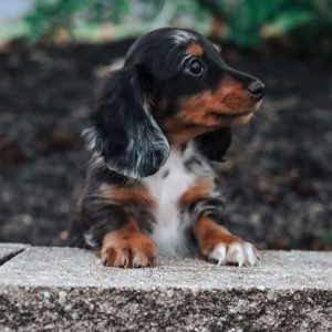 Dachshund