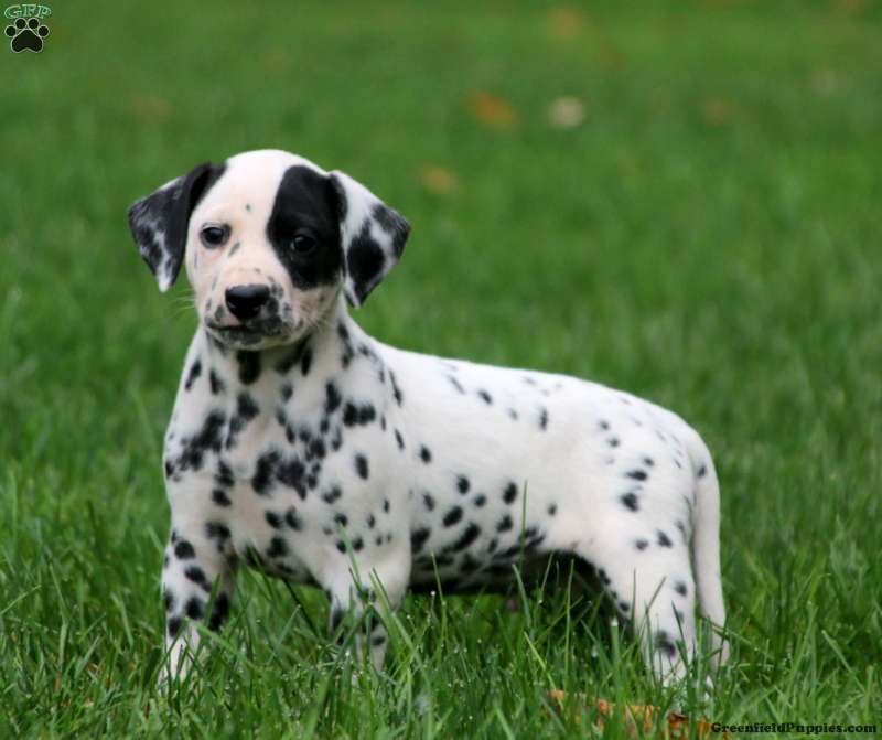 Dalmatian Puppies For Greenfield