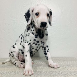 Dalmatian