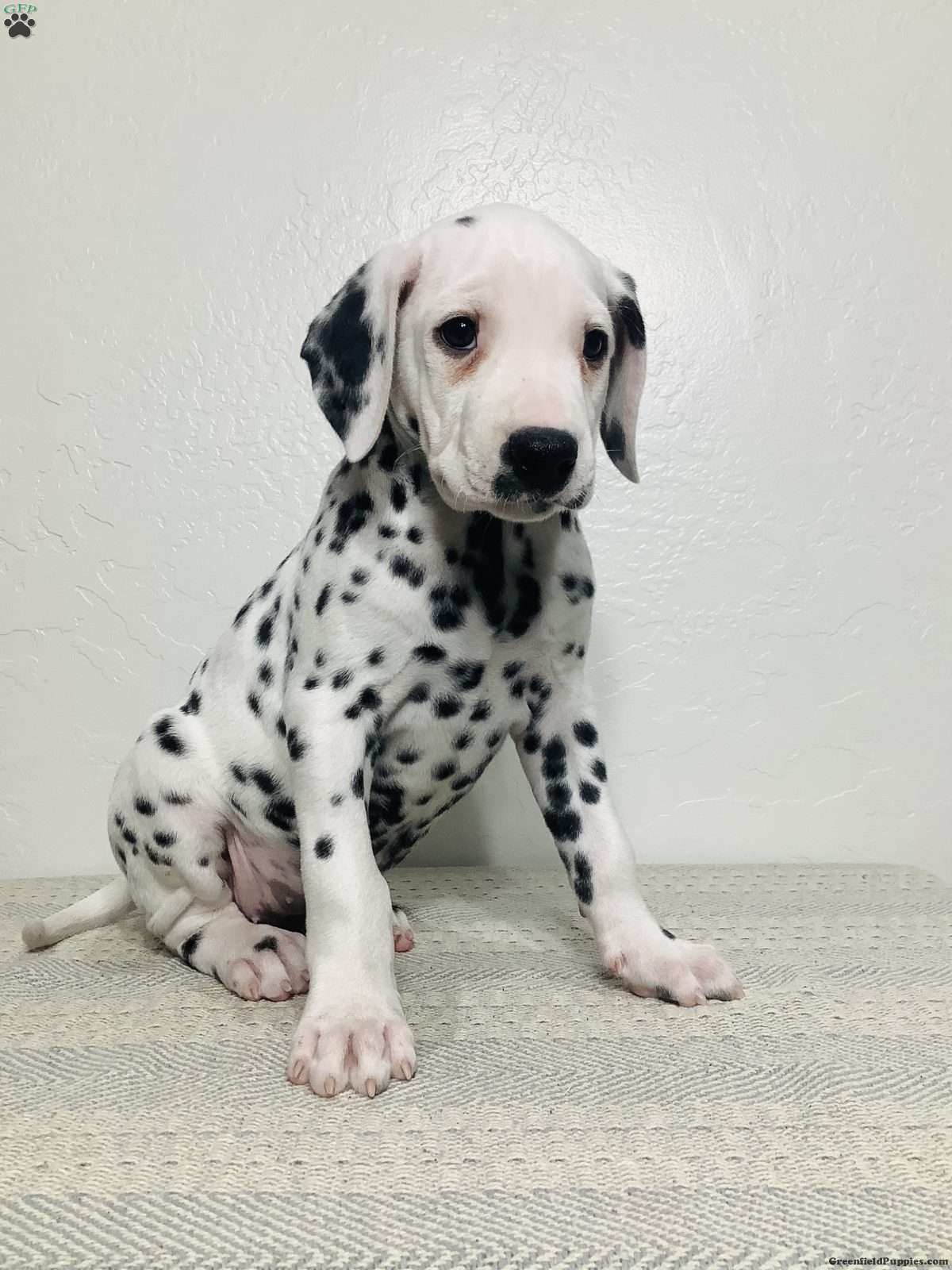 Dalmatian Puppy