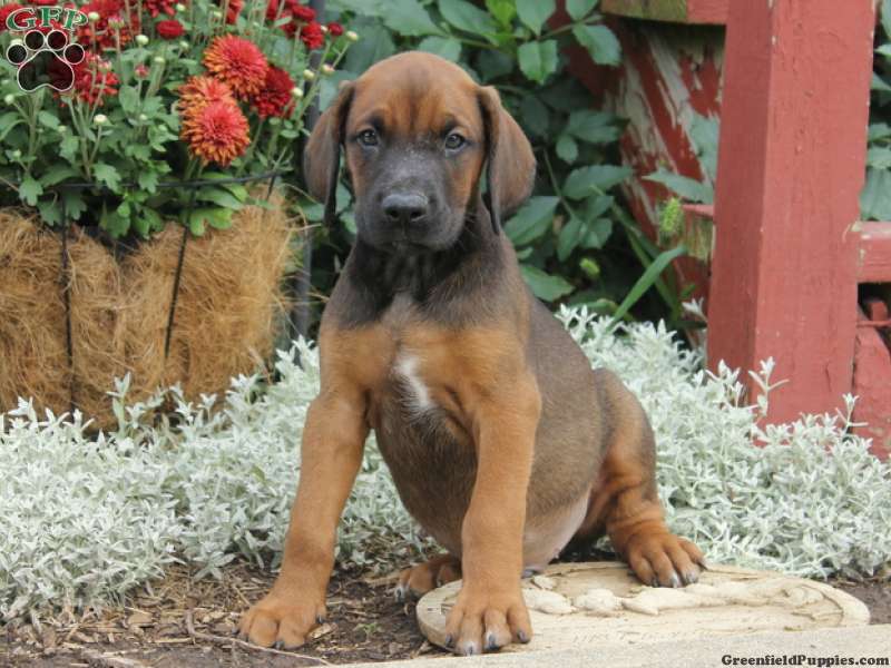 Doberman Mix For Sale | Greenfield Puppies