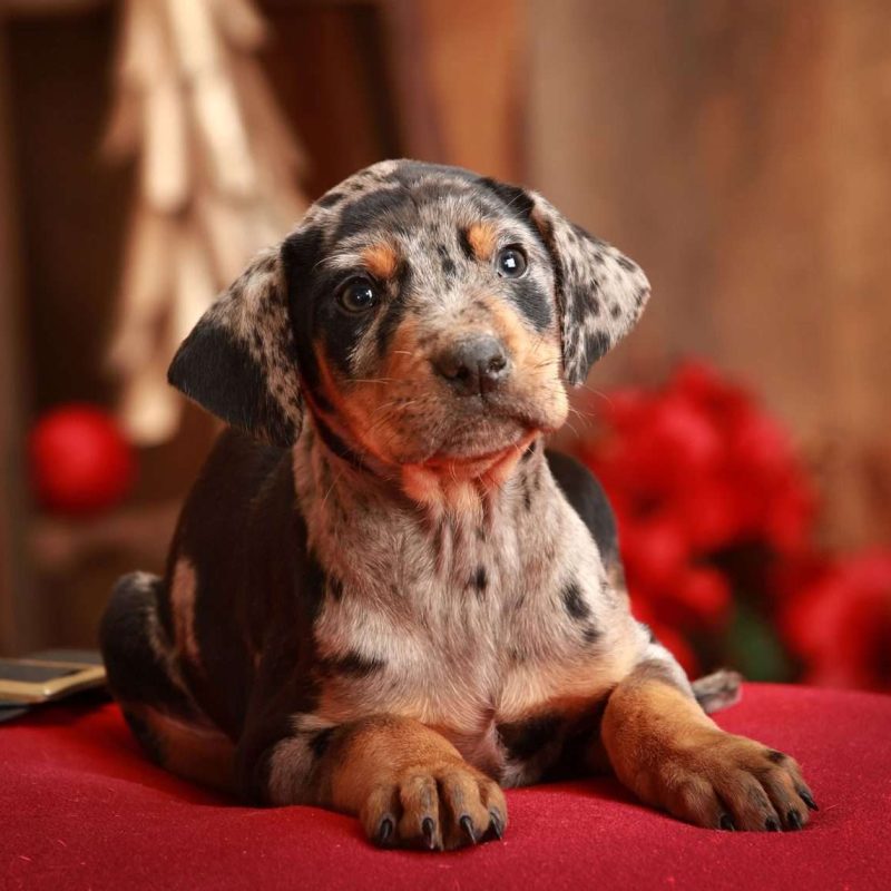 Doberman Mix Puppies For Sale | Greenfield Puppies