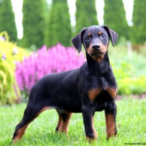 Doberman Pinscher