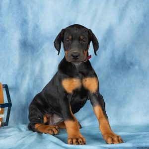 Doberman Pinscher