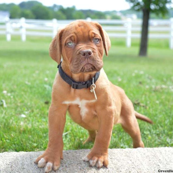 Dogue De Bordeaux/French Mastiff Puppy